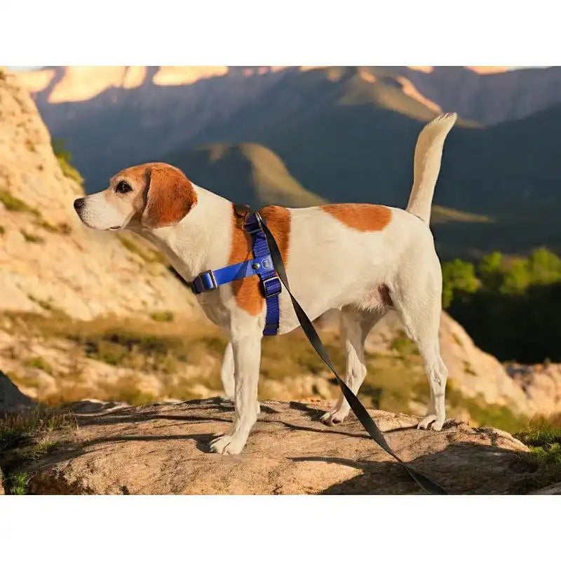 Anti-Stress-Geschirr STURMFREI®, Größe S für Kraftprotze by Der Hundegefährte