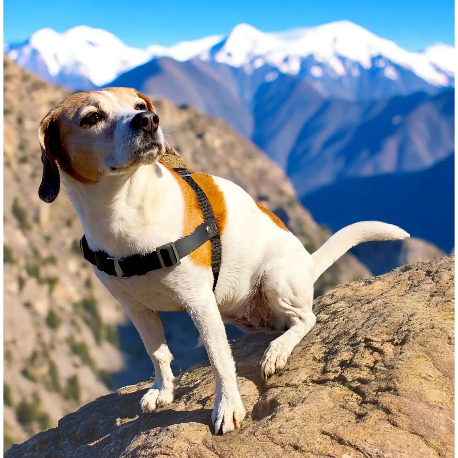 Anti-Stress-Geschirr STURMFREI®, Größe S für Kraftprotze by Der Hundegefährte