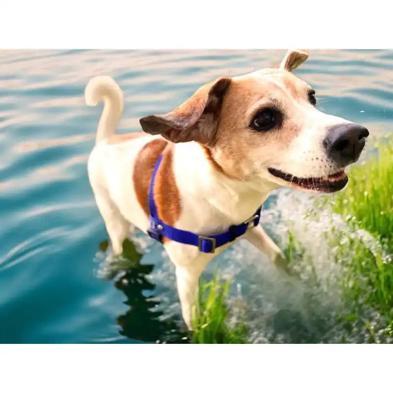 Anti-Stress-Geschirr STURMFREI®, Größe S für Kraftprotze by Der Hundegefährte