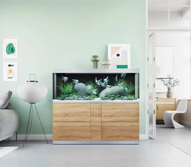 Modernes rechteckiges Aquarium mit einem hellen Holzboden und einem weißen oberen Rahmen.