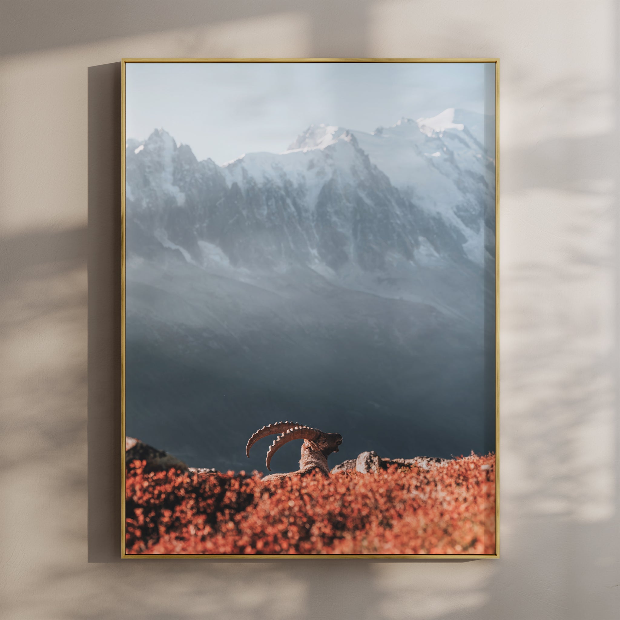 Ibex at Sunrise Print – Chamonix Wildlife and Mont Blanc Wall Art