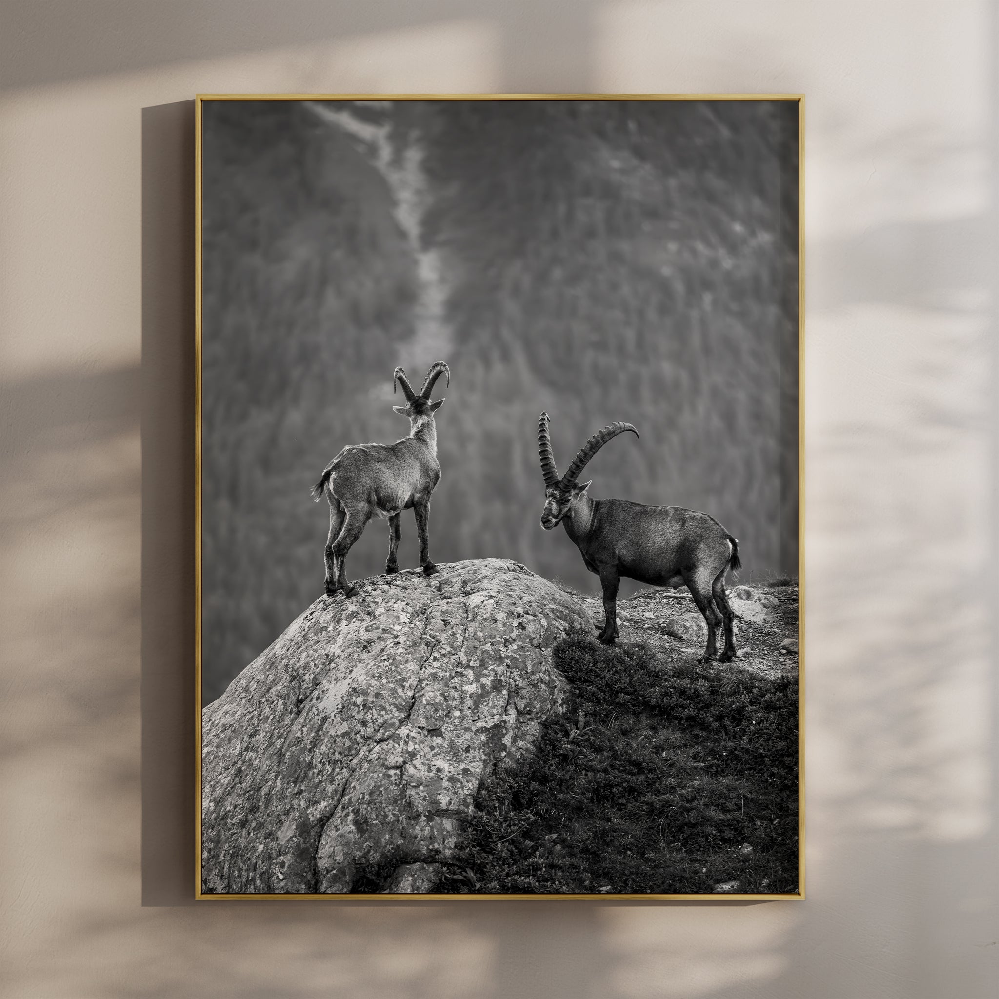 Curious Ibex Print – Black and White French Alps Wildlife Wall Art
