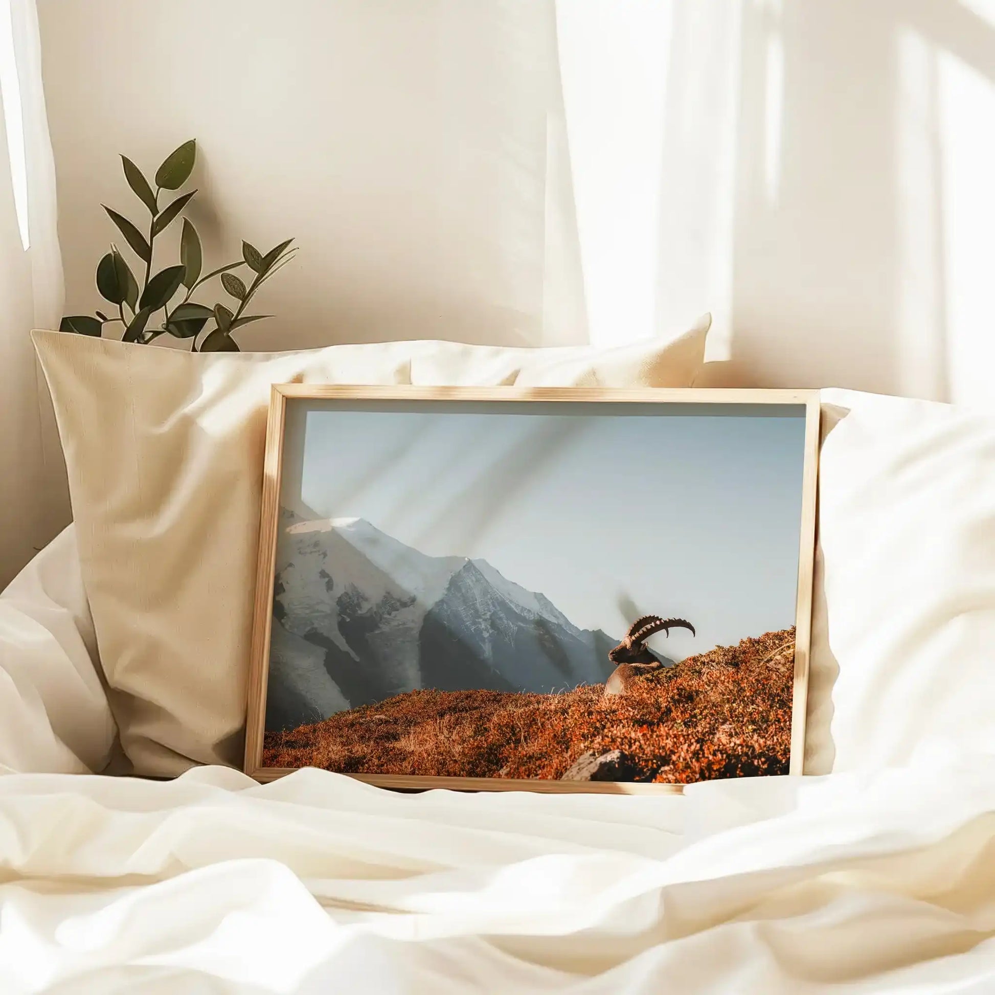 Ibex at Sunrise Wall Art – Chamonix Mont Blanc Wildlife Print by Chamonix Prints