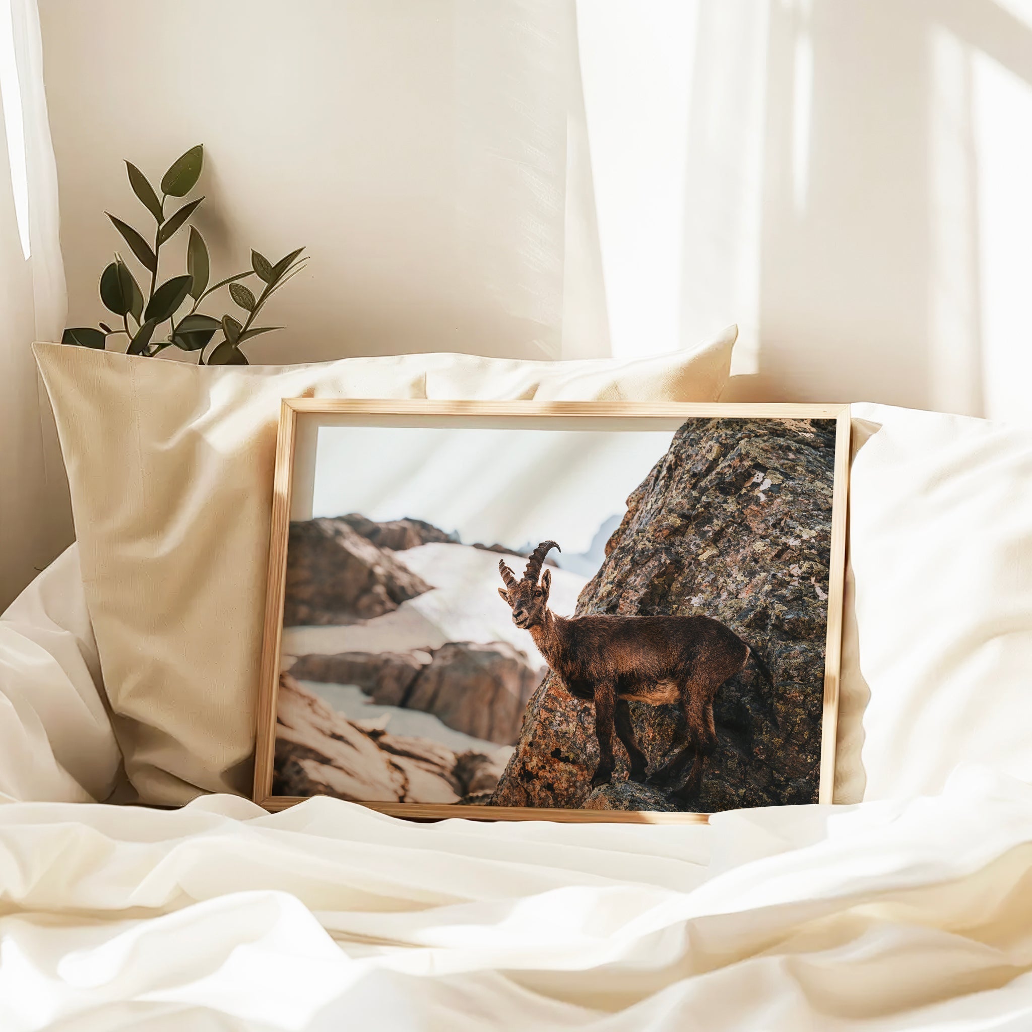 Alpine Ibex Wall Art | Wildlife Print