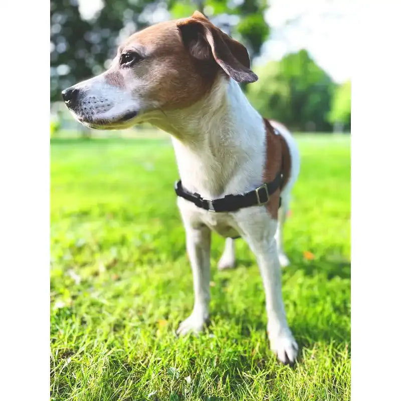 Anti-Stress-Geschirr STURMFREI®, Größe S by Der Hundegefährte