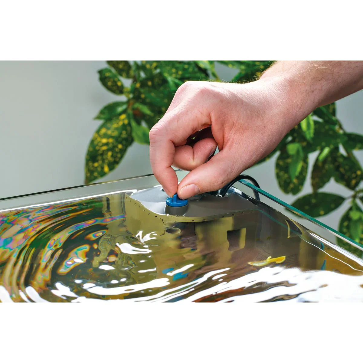 Oase BioPlus 100 - Japankoi.net