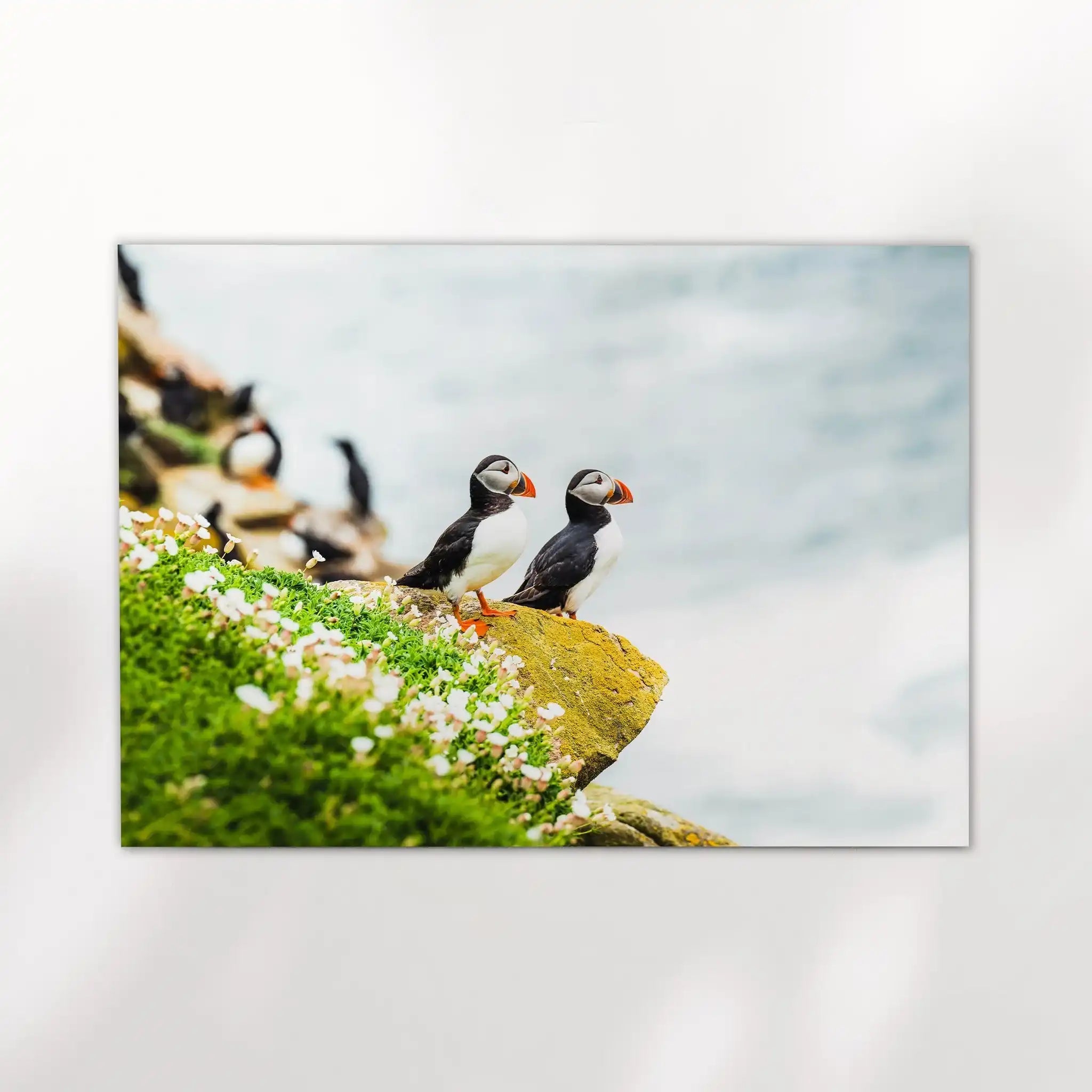 Puffins on Saltee Island – Irish Coastal Wildlife Wall Art by Chamonix Prints