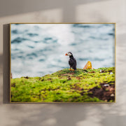 Puffin on Saltee Island – Irish Coastal Wall Art Print