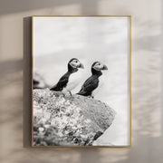 Black and White Puffins Print – Wildlife Photography Wall Art