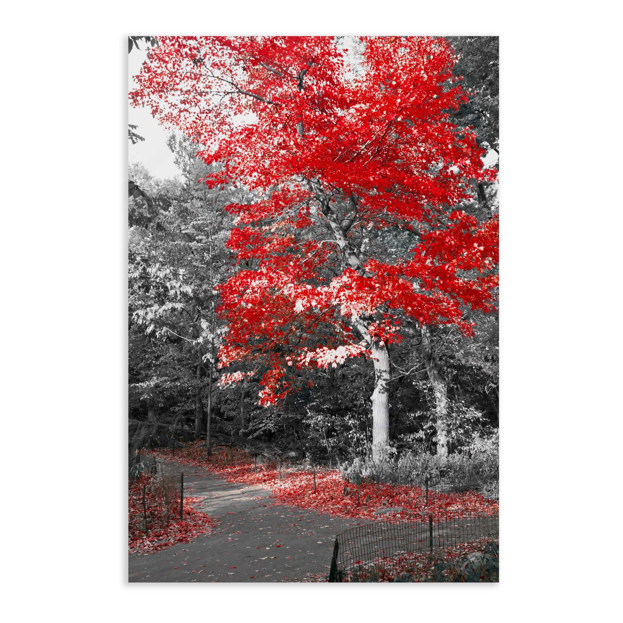 Red Autumn - Leinwandbild Landschaft