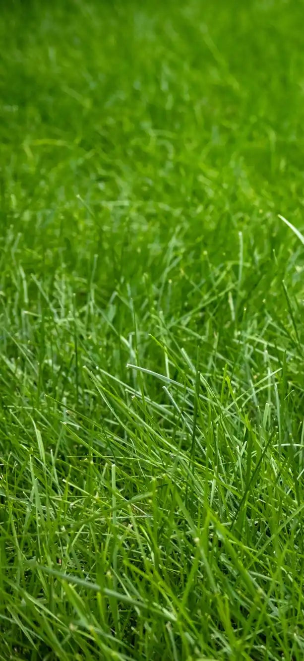 Rote Grasskuttrasenmäher mit einem schwarzen Motorabdeckung.