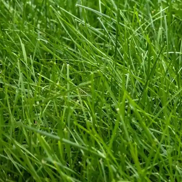 Rote Grasskuttrasenmäher mit einem schwarzen Motorabdeckung.