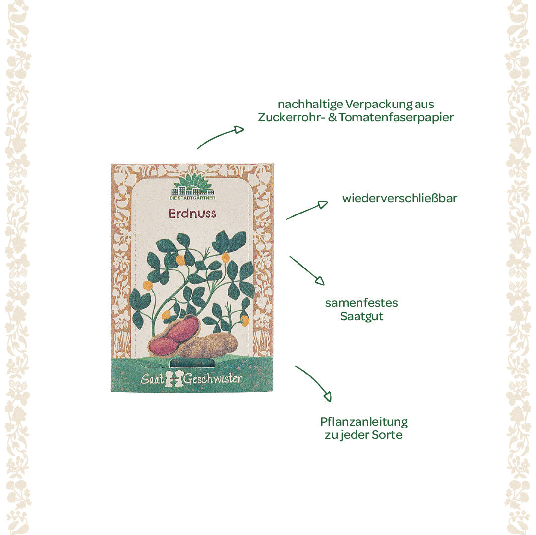 Saatgut Erdnuss