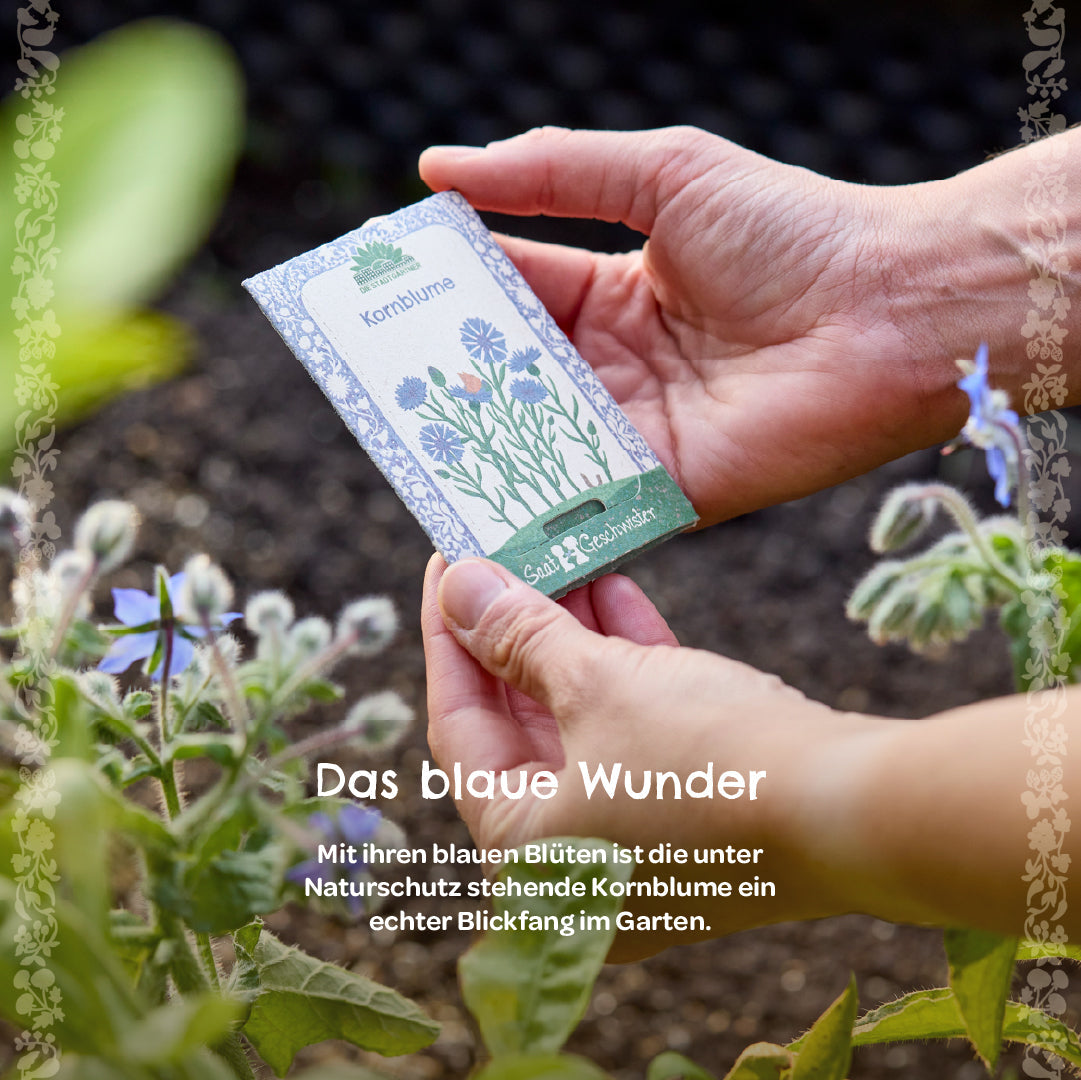 BIO-Saatgut Kornblume