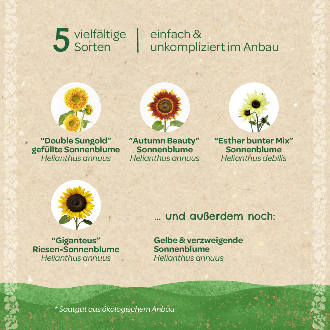 Saatgut-Set "Sonnenblumen"