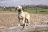 SABRO Hundeschuhe TOFFLER Pfotenschutz