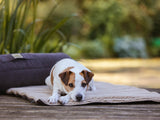 SABRO Reisematte RESOR für Hunde