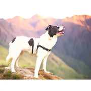 Anti-Stress-Geschirr STURMFREI® Saver für mittlere und große Hunde by Der Hundegefährte