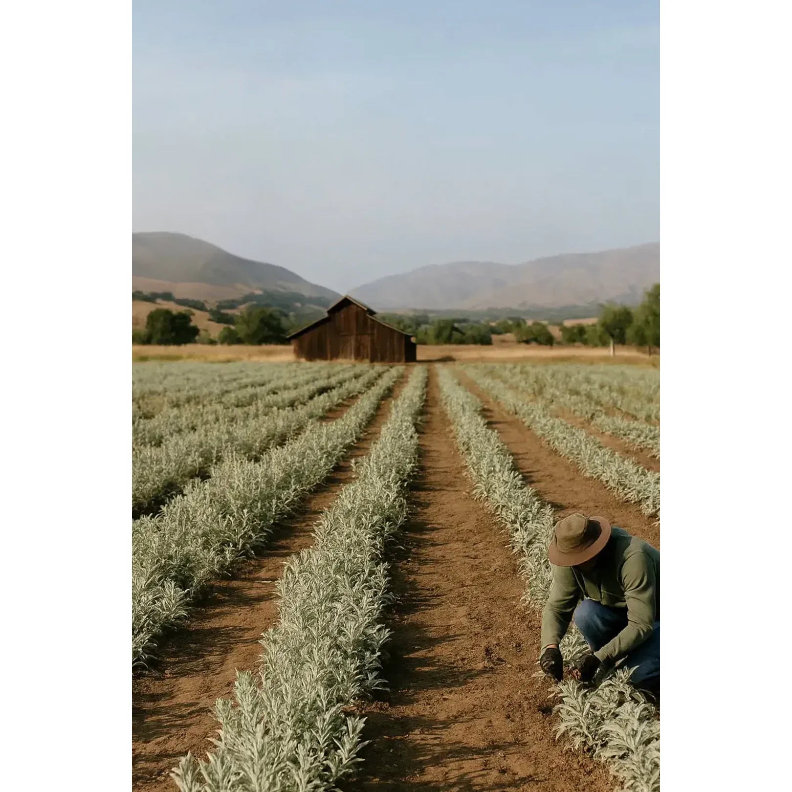 no need for more - Weißer Salbei - Smudge Räucherbündel - "Slow Down"