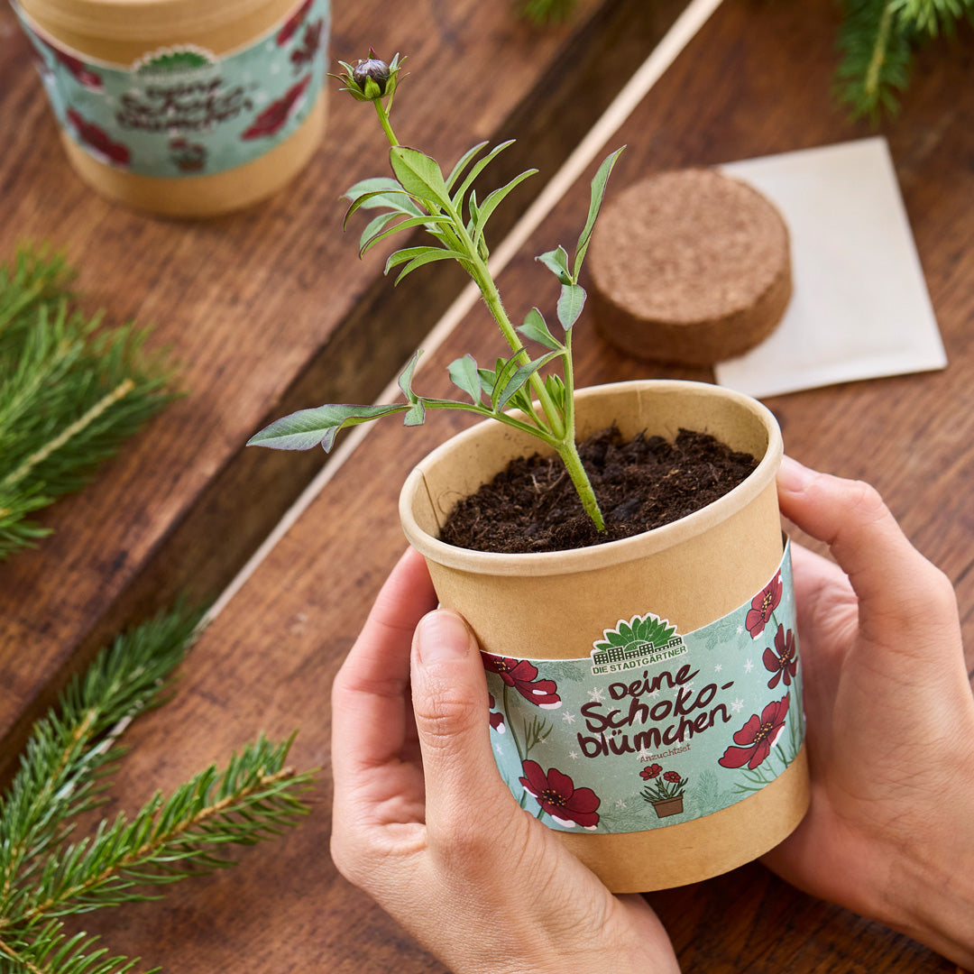 Schokoblumen aus dem Becher