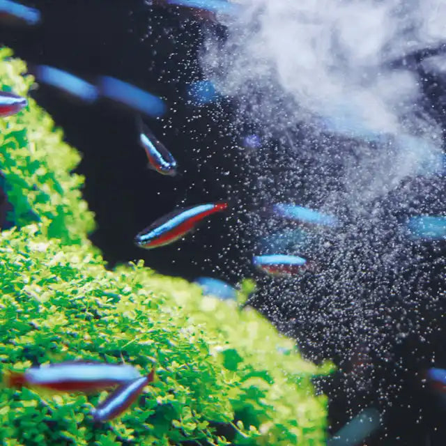 Eine Schule Neon-Zwergbärblinge, die in einem Aquarium mit üppigen grünen Pflanzen und Luftblasen schwimmen.