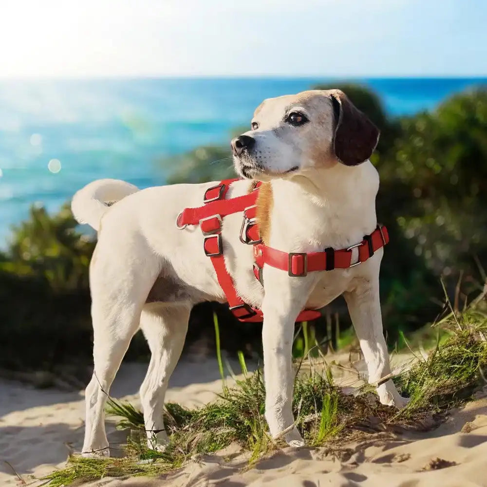 Anti-Stress-Geschirr STURMFREI® Saver für kleine bis mittlere Hunde by Der Hundegefährte