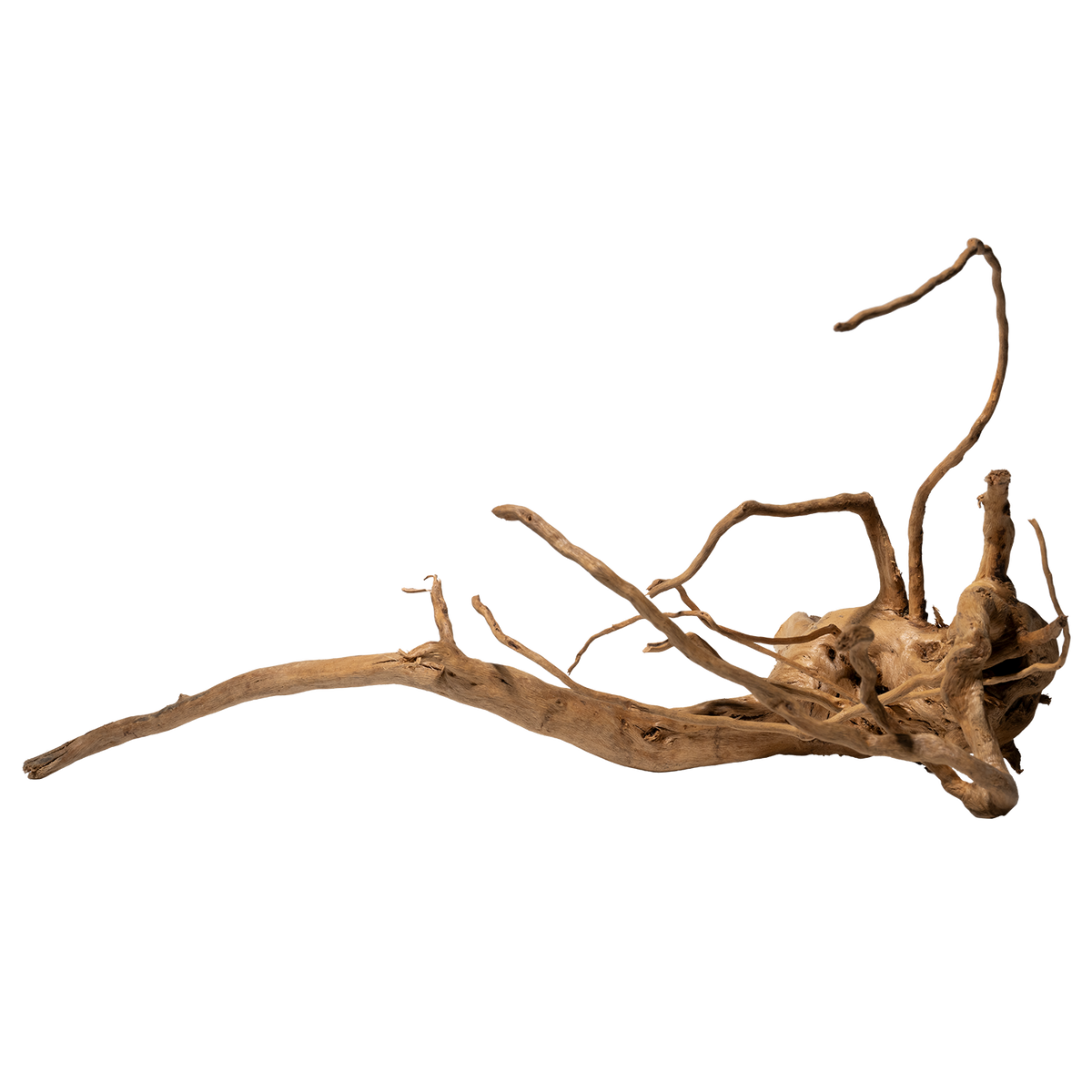 Spiderwood