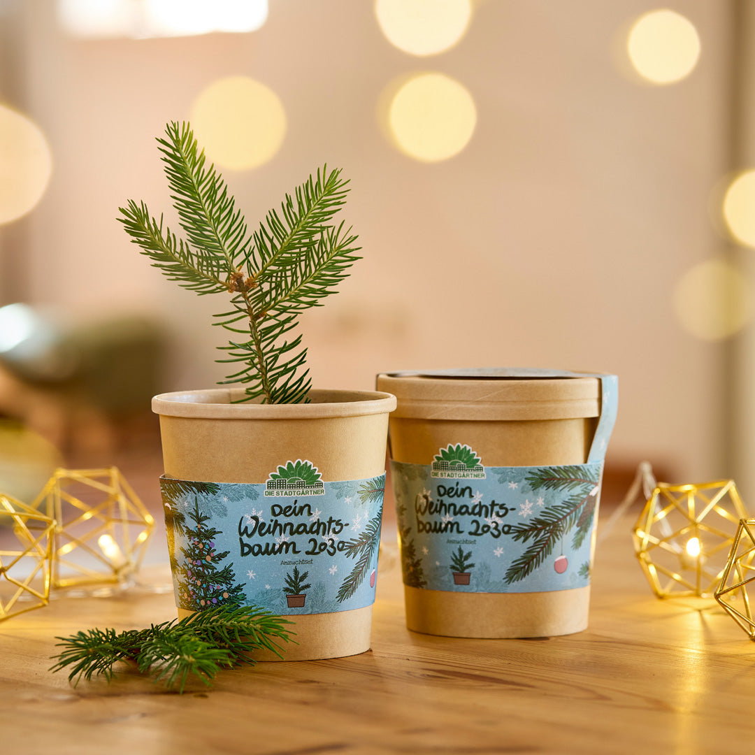Weihnachtsbaum 2030 aus dem Becher