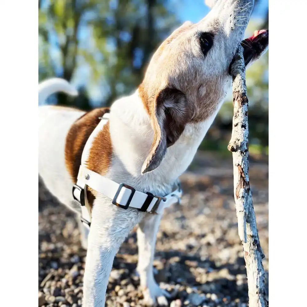 Anti-Stress-Geschirr STURMFREI®, Größe M by Der Hundegefährte