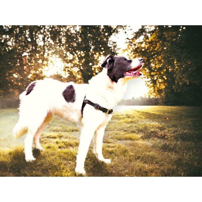 Anti-Stress-Geschirr STURMFREI®, Größe L by Der Hundegefährte