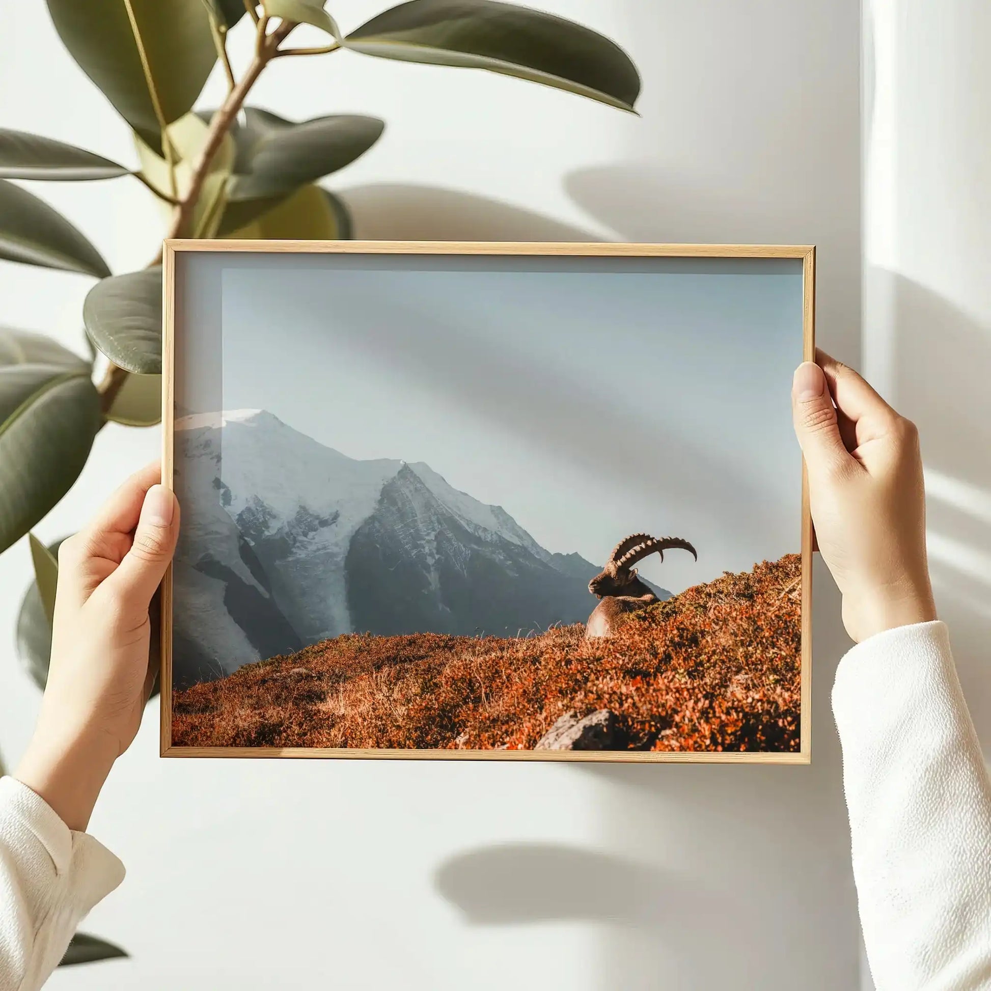 Ibex at Sunrise Wall Art – Chamonix Mont Blanc Wildlife Print by Chamonix Prints