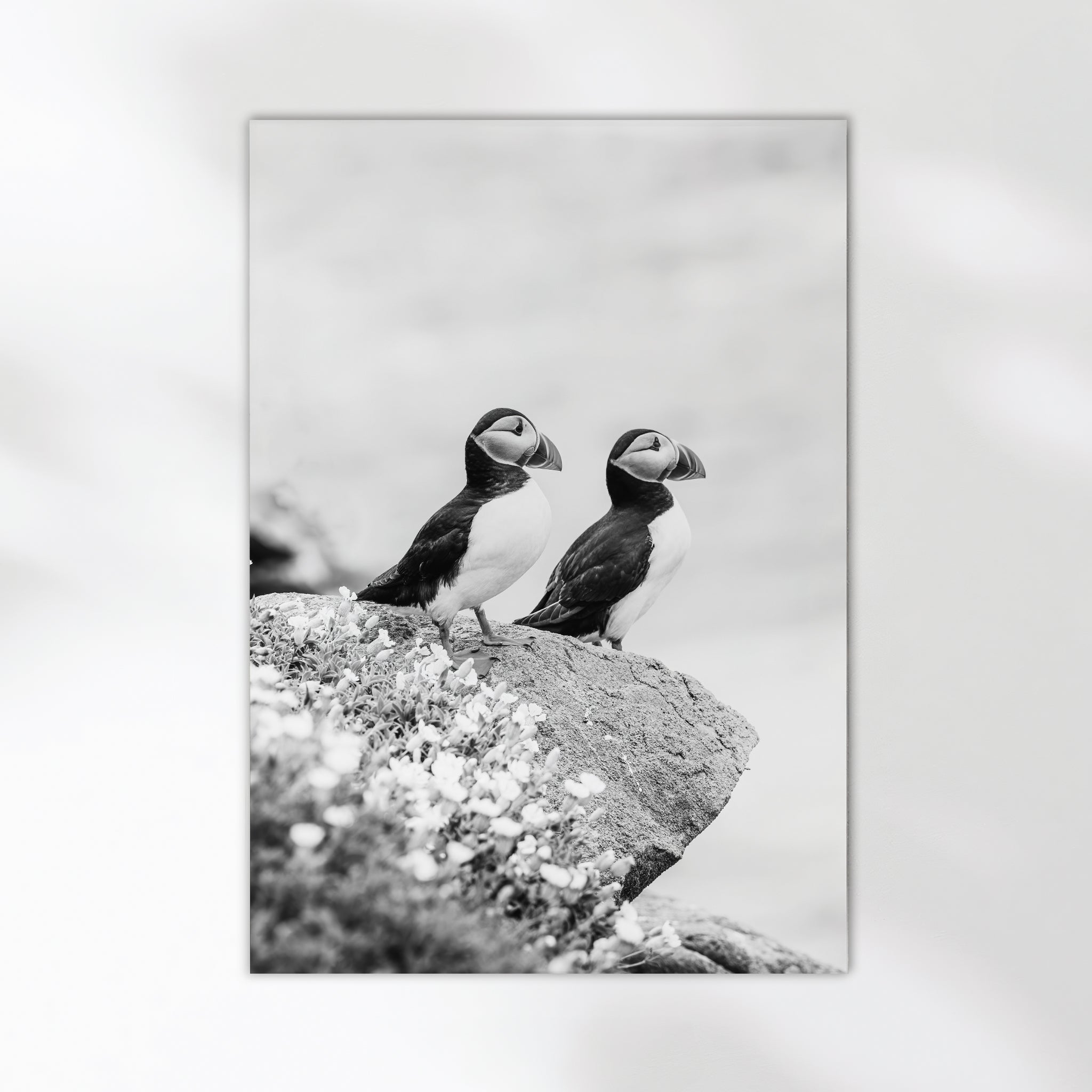Black and White Puffins Print – Wildlife Photography Wall Art