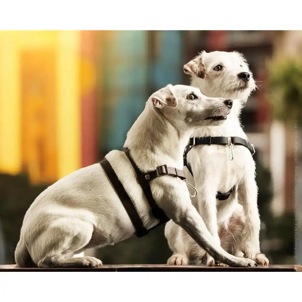 Anti-Stress-Geschirr STURMFREI® Saver für sehr kleine Hunde by Der Hundegefährte