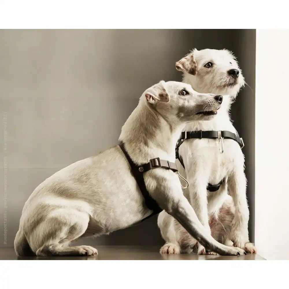 Anti-Stress-Geschirr STURMFREI®, Größe XXS by Der Hundegefährte