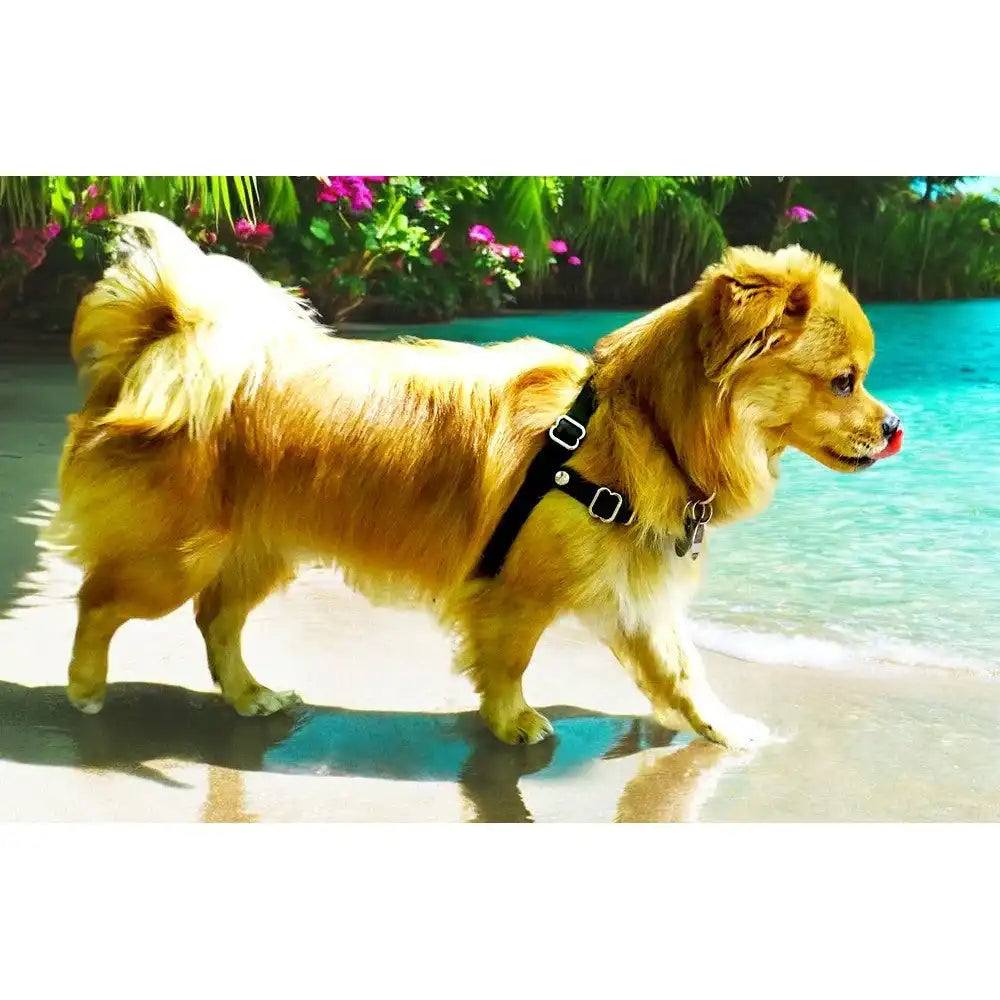 Anti-Stress-Geschirr STURMFREI®, Größe XXS by Der Hundegefährte