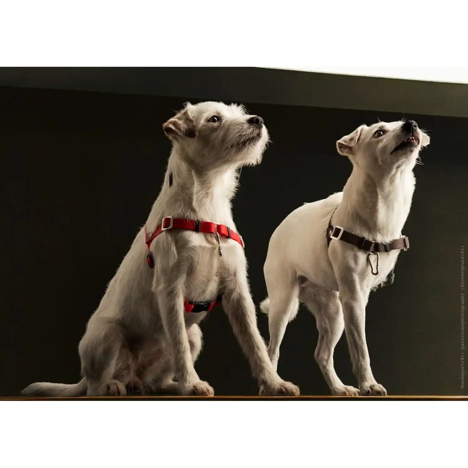 Anti-Stress-Geschirr STURMFREI®, Größe XXS by Der Hundegefährte