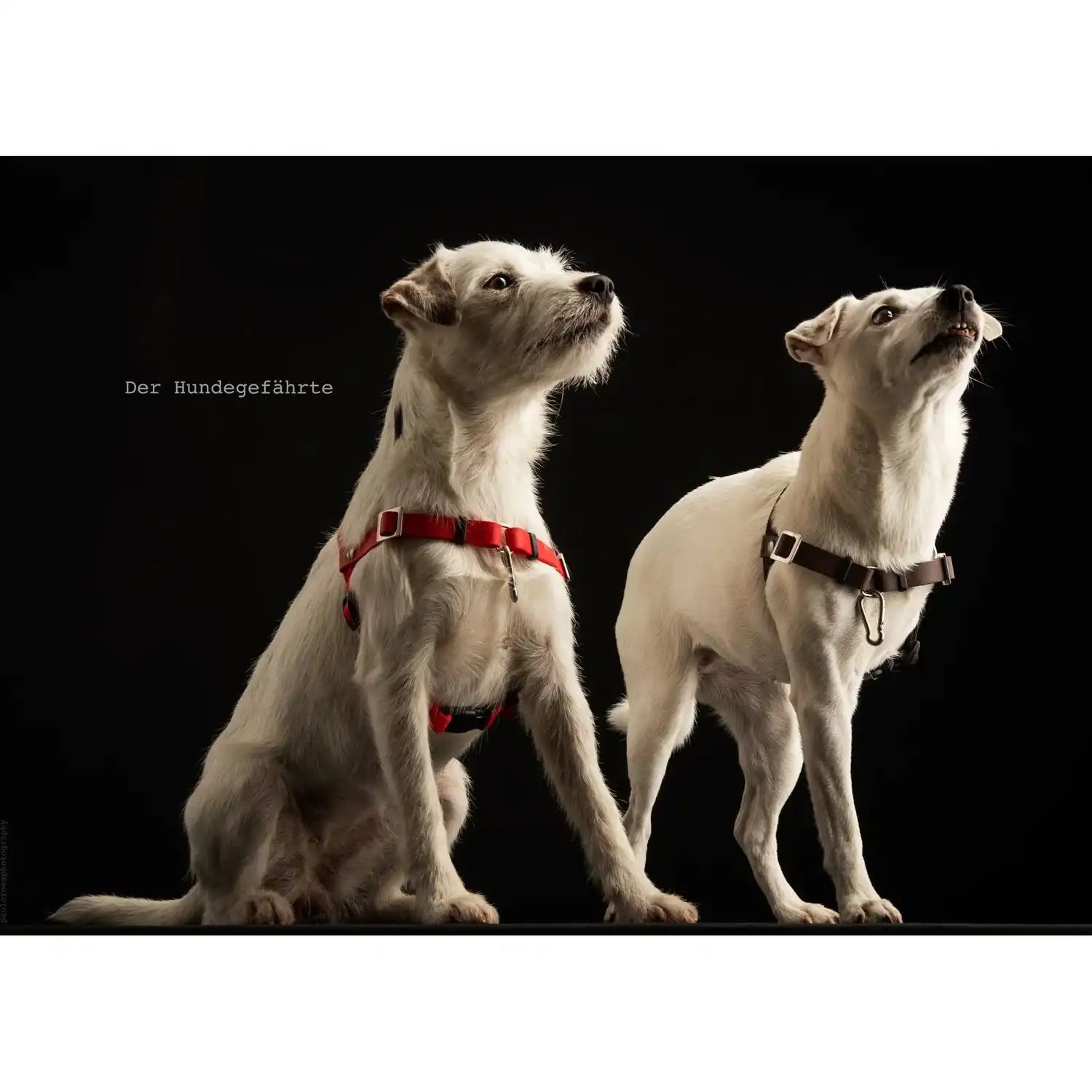 Anti-Stress-Geschirr STURMFREI® Saver für sehr kleine Hunde by Der Hundegefährte