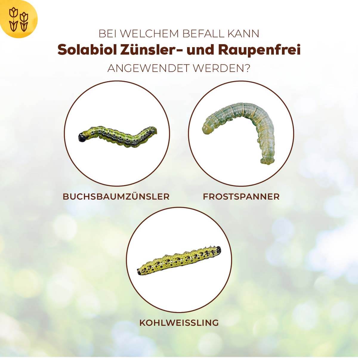 Zünsler- & Raupenfrei 15 ml Sofortiger Fraßstopp