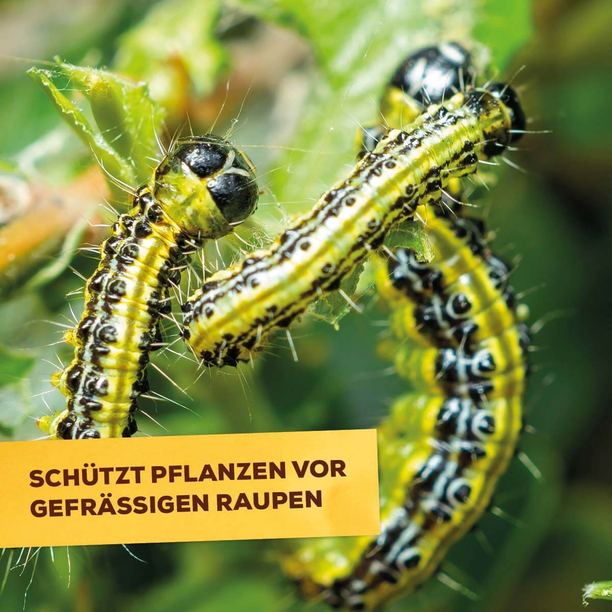 Zünsler- & Raupenfrei 15 ml Sofortiger Fraßstopp