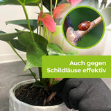 Lizetan Plus Combistäbchen saugende Schädlinge