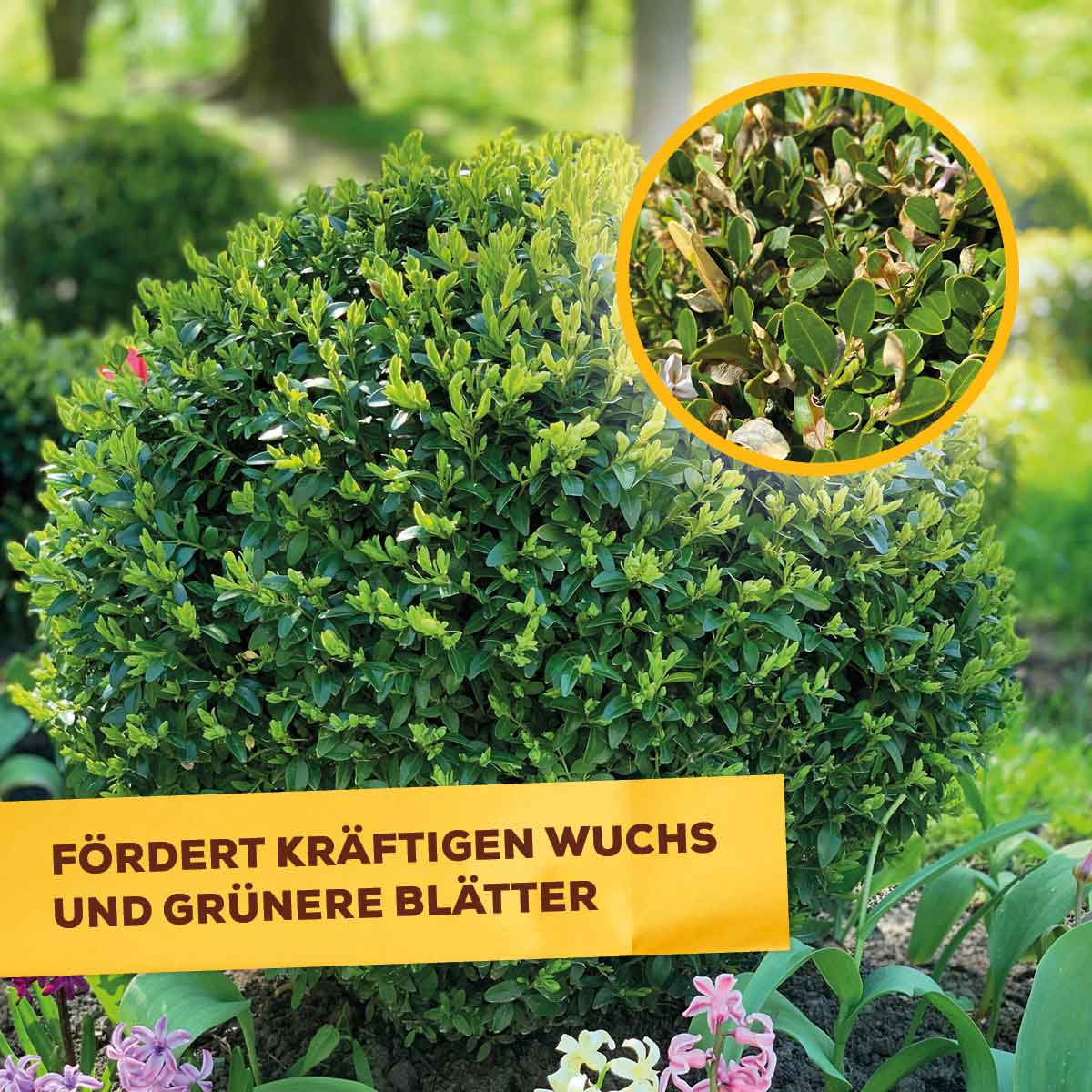 Solabiol Universal-Pilzfrei 15 ml