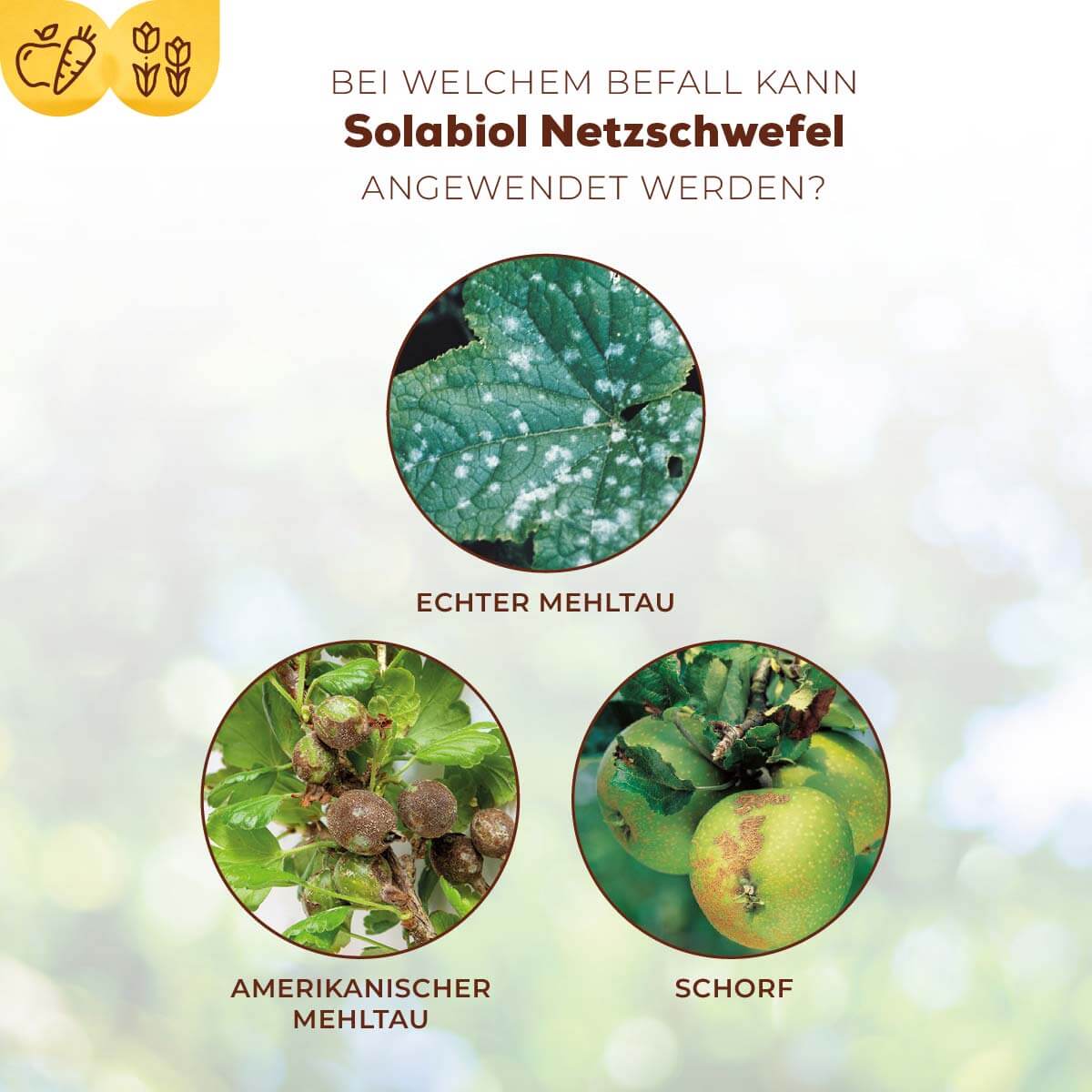 Solabiol Netzschwefel 75 g
