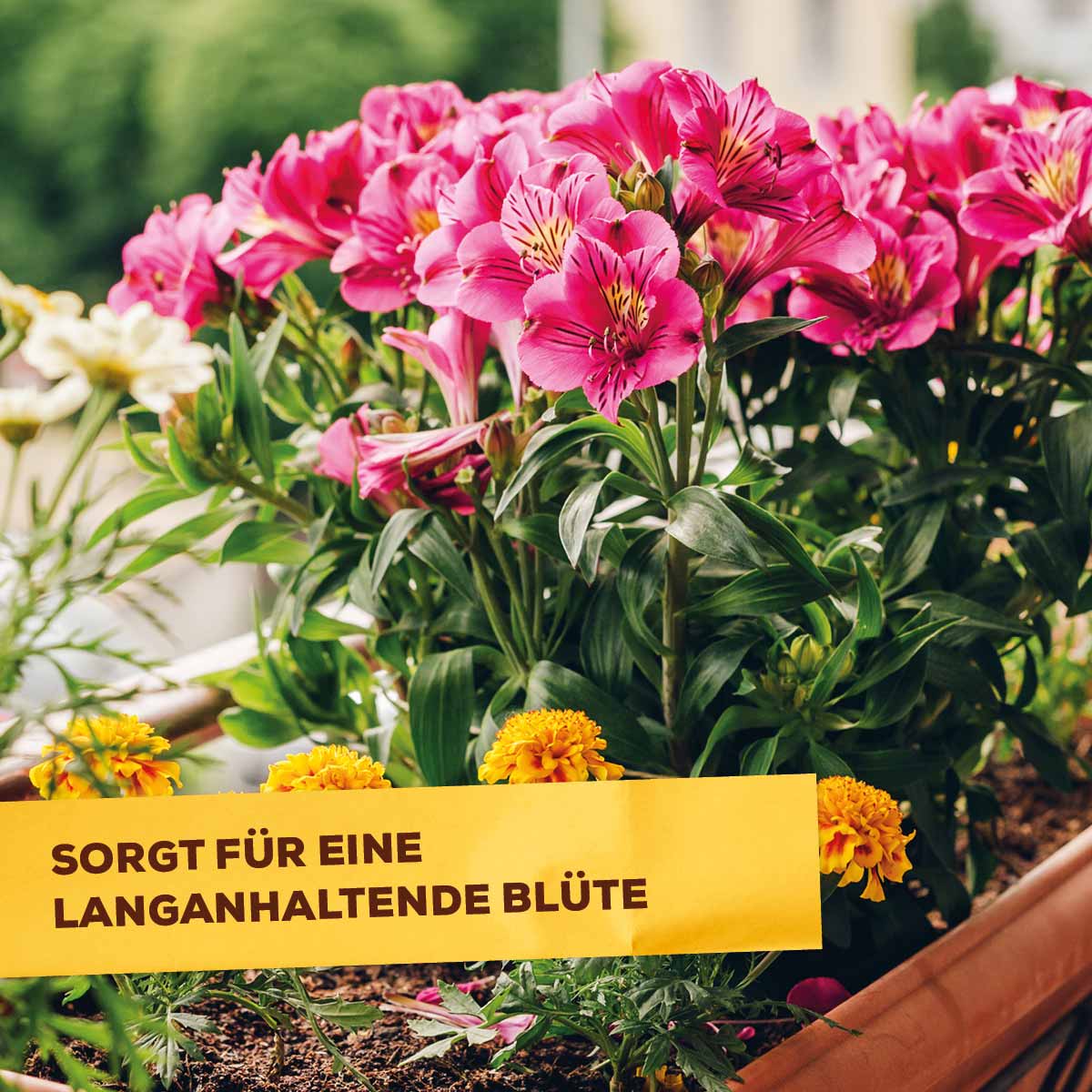 Solabiol Balkondünger Universal 1,5 kg