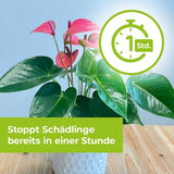 Lizetan Plus Schädlingsfrei Konzentrat Blattläuse Weiße Fliege Schildläuse