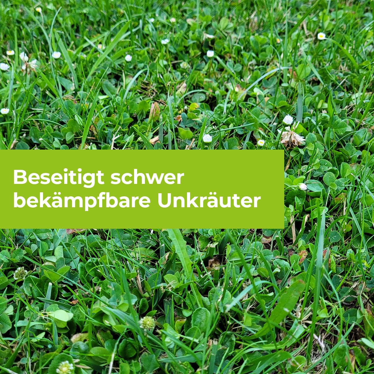 Loredo Quattro Universal-Rasenunkrautfrei 100 ml für 100 m²