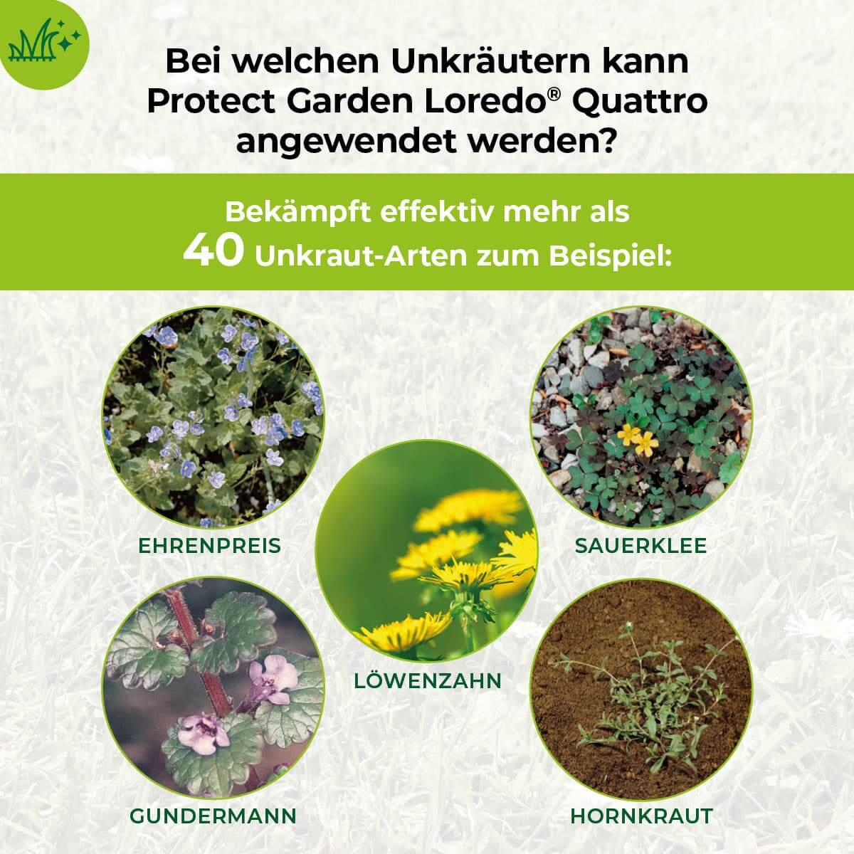 Loredo Quattro Universal-Rasenunkrautfrei 100 ml für 100 m²