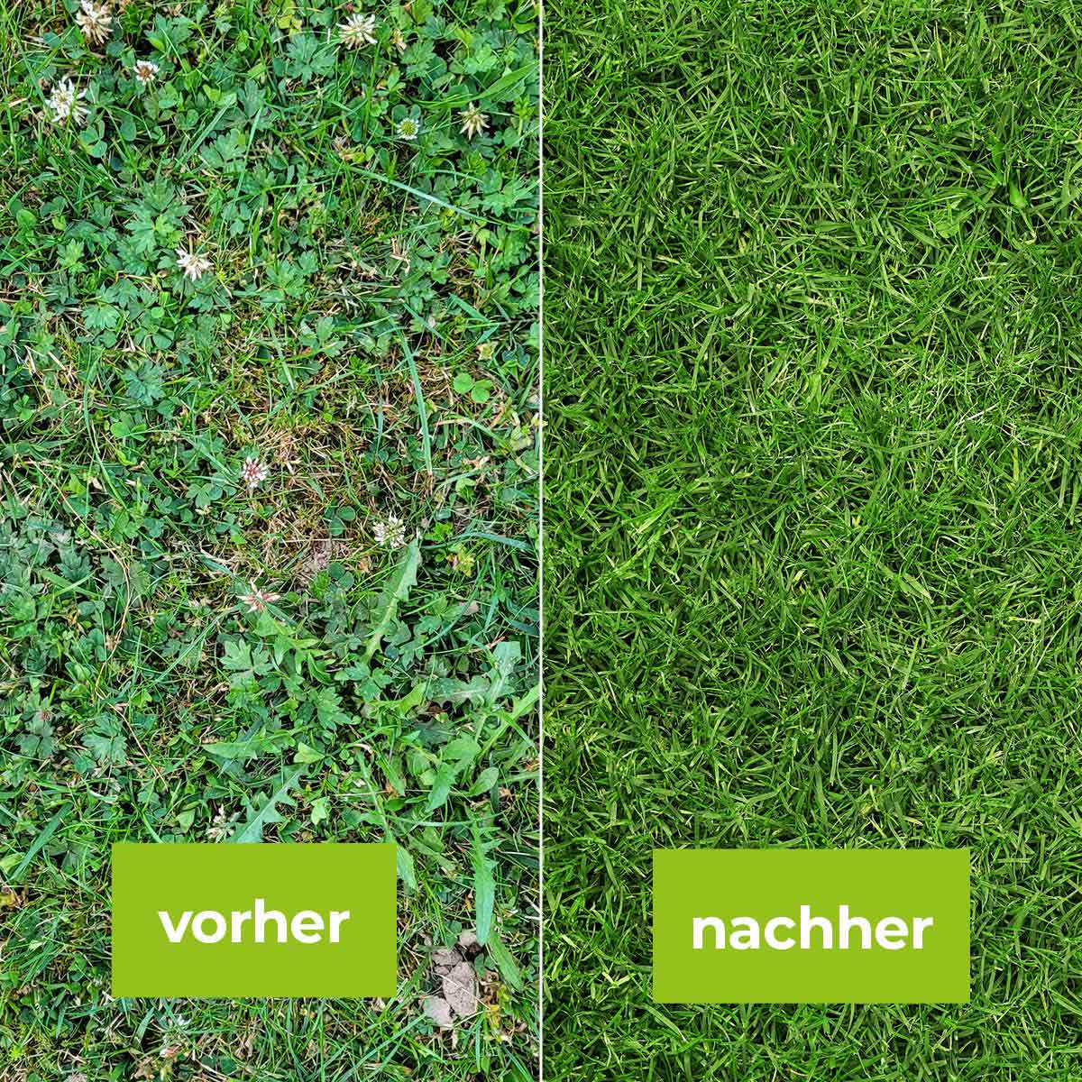 Loredo Quattro Universal-Rasenunkrautfrei 100 ml für 100 m²