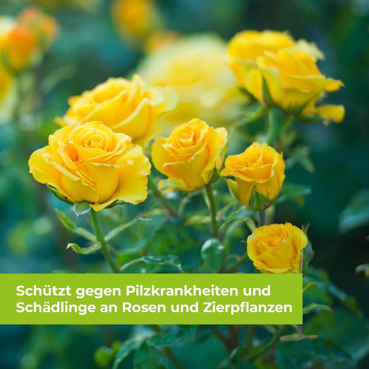 Curamat AZ Rosen-Pilzfrei