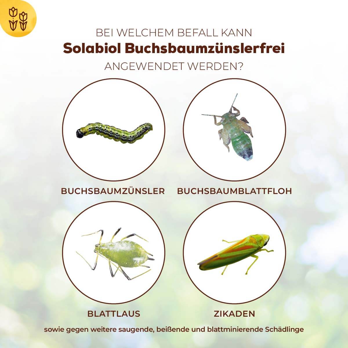 Solabiol Buchsbaumzünslerfrei 50 ml Fraßstopp