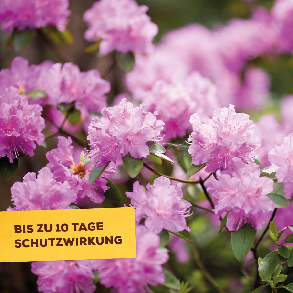 Solabiol Buchsbaumzünslerfrei 50 ml Fraßstopp